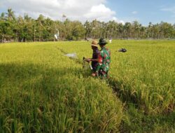 Cek Tanaman Padi Program Pompanisasi, Babinsa Dungkek Dampingi Petani