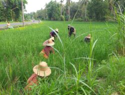 Optimalkan Pertumbuhan Padi, Babinsa Bantu Petani Cabut Gulma