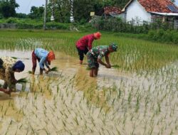 Perluas Areal Tanam, Babinsa Ikut Tanaman Padi Jenis Varietas Unggul