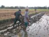 Babinsa Gapura Bantu Petani Olah Lahan Sawah Dengan Membajak