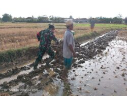 Babinsa Gapura Bantu Petani Olah Lahan Sawah Dengan Membajak