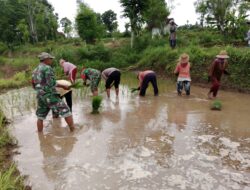 Gerakan Tanam Padi di Dasuk, Koramil 0827/12 Dasuk Pacu Petani Tingkatkan Luas Tambah Tanam