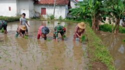 Gerakan Tanam Padi, Babinsa Bantu Tingkatkan LTT Seluas 0,5 hektar di Dasuk