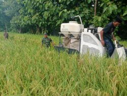 TNI Bantu Petani Panen Padi di Desa Giring-Manding, Capai 7 Ton/Ha