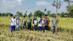 Bersama Petani, TNI Lakukan Panen Raya Padi di Ambunten Tengah