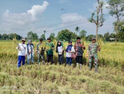 Bersama Petani, TNI Lakukan Panen Raya Padi di Ambunten Tengah