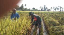 Babinsa Turun Ke Sawah Bantu Petani Panen Padi di Pragaan Laok