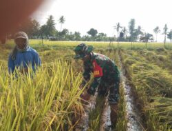 Babinsa Turun Ke Sawah Bantu Petani Panen Padi di Pragaan Laok