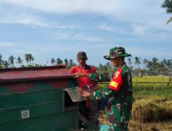 Panen Padi di Pragaan Laok Capai 3 Ton, Babinsa Apresiasi Petani