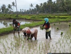 Bersama Poktan An-Nahdoh, Babinsa Tanam Padi di Lahan 0,5 Hektar