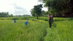 Lakukan Gerdal di Arjasa, Babinsa Kangean Edukasi Petani Kendalikan Hama