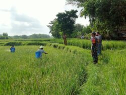 Lakukan Gerdal di Arjasa, Babinsa Kangean Edukasi Petani Kendalikan Hama