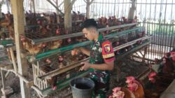 Dukung Ketahanan Pangan, Babinsa Ternak Ayam Petelur di Ambunten