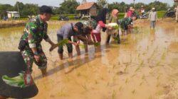 Tanam Padi Bersama, TNI Dorong Petani Tingkatkan LTT di Ambunten Timur