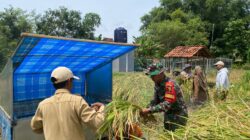 Babinsa Bantu Petani Panen Padi di Ganding