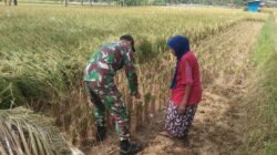 Dukung Hanpangan, Babinsa Bantu Petani Panen Padi di Pragaan