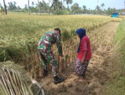 Dukung Hanpangan, Babinsa Bantu Petani Panen Padi di Pragaan