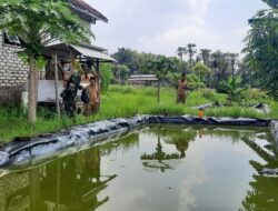 Babinsa Bantu Peternak Lele Beri Pakan Maggot