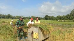 Panen Padi di Rubaru, Langkah Konkrit Menuju Swasembada Pangan