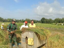 Panen Padi di Rubaru, Langkah Konkrit Menuju Swasembada Pangan