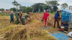 Panen Padi di Ambunten Timur, Bati Tuud : Swasembada Pangan Ini Bukan Angan-Angan