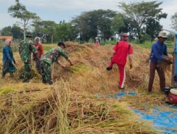 Panen Padi di Ambunten Timur, Bati Tuud : Swasembada Pangan Ini Bukan Angan-Angan