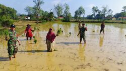 Babinsa di Ambunten Dorong Petani Tingkatkan Luas Tambah Tanam Padi