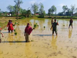 Babinsa di Ambunten Dorong Petani Tingkatkan Luas Tambah Tanam Padi