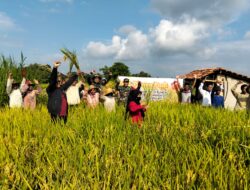 Babinsa Bersama Petani Lakukan Panen Raya Padi di Rubaru