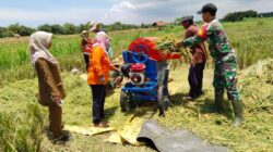 Babinsa Kembali Lakukan Panen Raya Padi di Bataal Timur