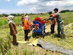 Babinsa Kembali Lakukan Panen Raya Padi di Bataal Timur