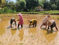 TNI Bersama Petani Lakukan Gerakan Tanam Padi MT-1 di Ambunten