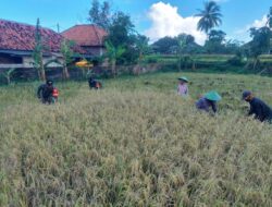 Panen Padi di Kangean, Babinsa Tak Segan Turun Ke Sawah Bersama Petani