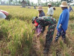 TNI Dampingi Petani Panen Padi di Pragaan Laok dan Serap Gabah Harga per Kg Rp6,5 ribu 