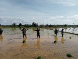 Babinsa Bantu Petani Tanam Padi Seluas 2,5 Hektar, Berharap Panen Mei 2025