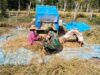 Sukseskan Swasembada Pangan, Babinsa Turun Ke Sawah Panen Padi