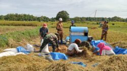 Panen Padi di Manding, Babinsa Ajak Masyarakat Wujudkan Swasembada Pangan