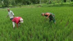 Babinsa Bantu Petani Bersihkan Gulma Padi di Batu Putih Laok